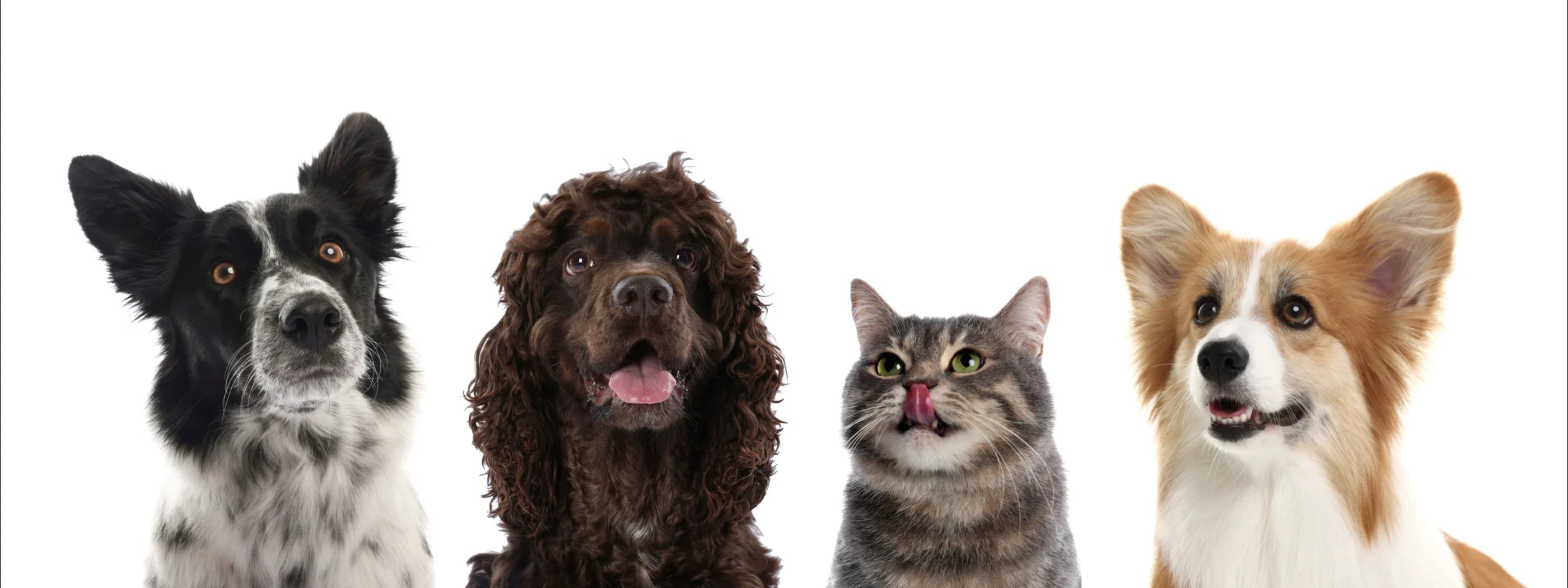 rawpetfooddeliverymarket