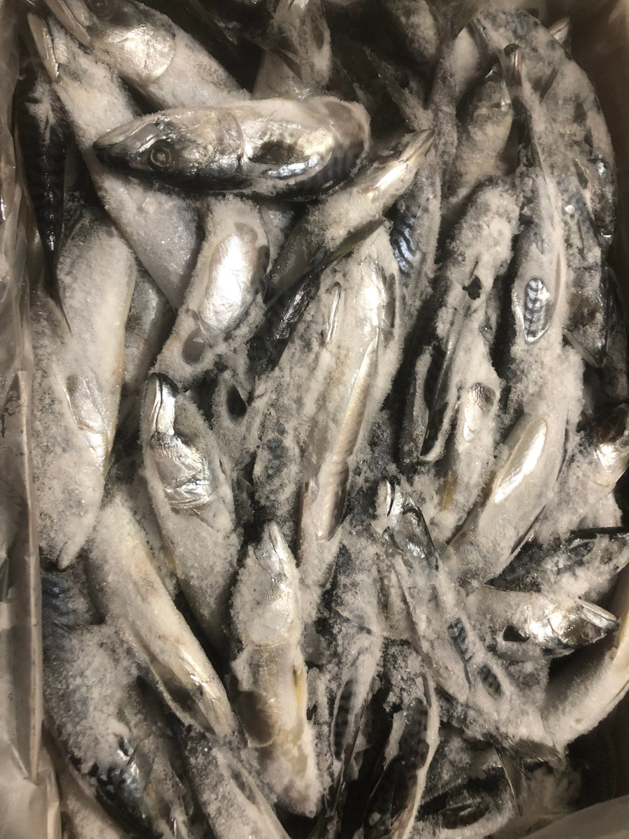 Mackerel Whole Prey Fish 2 Sizes rawpetfooddeliverymarket