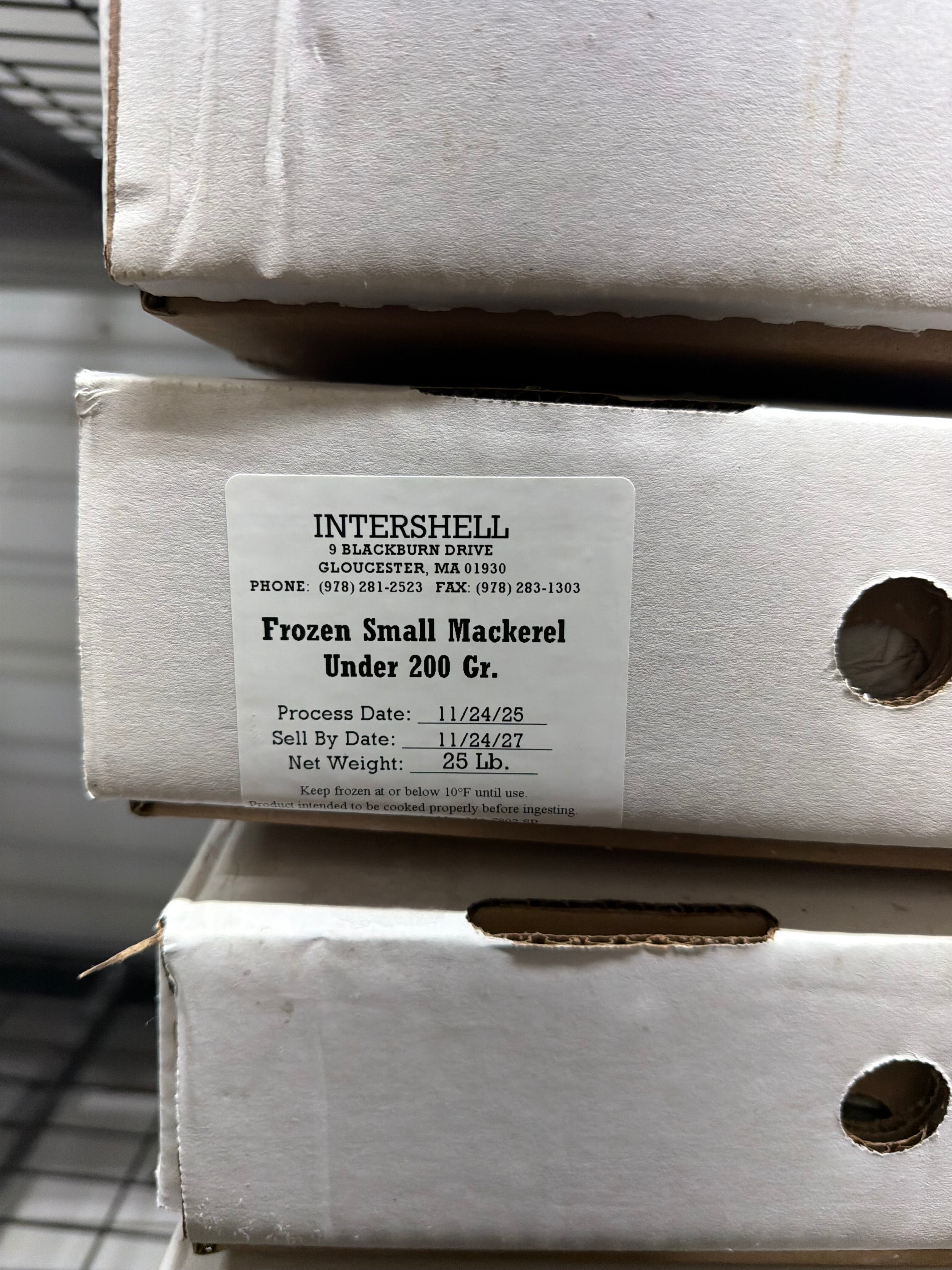 Mackerel Whole Prey Fish