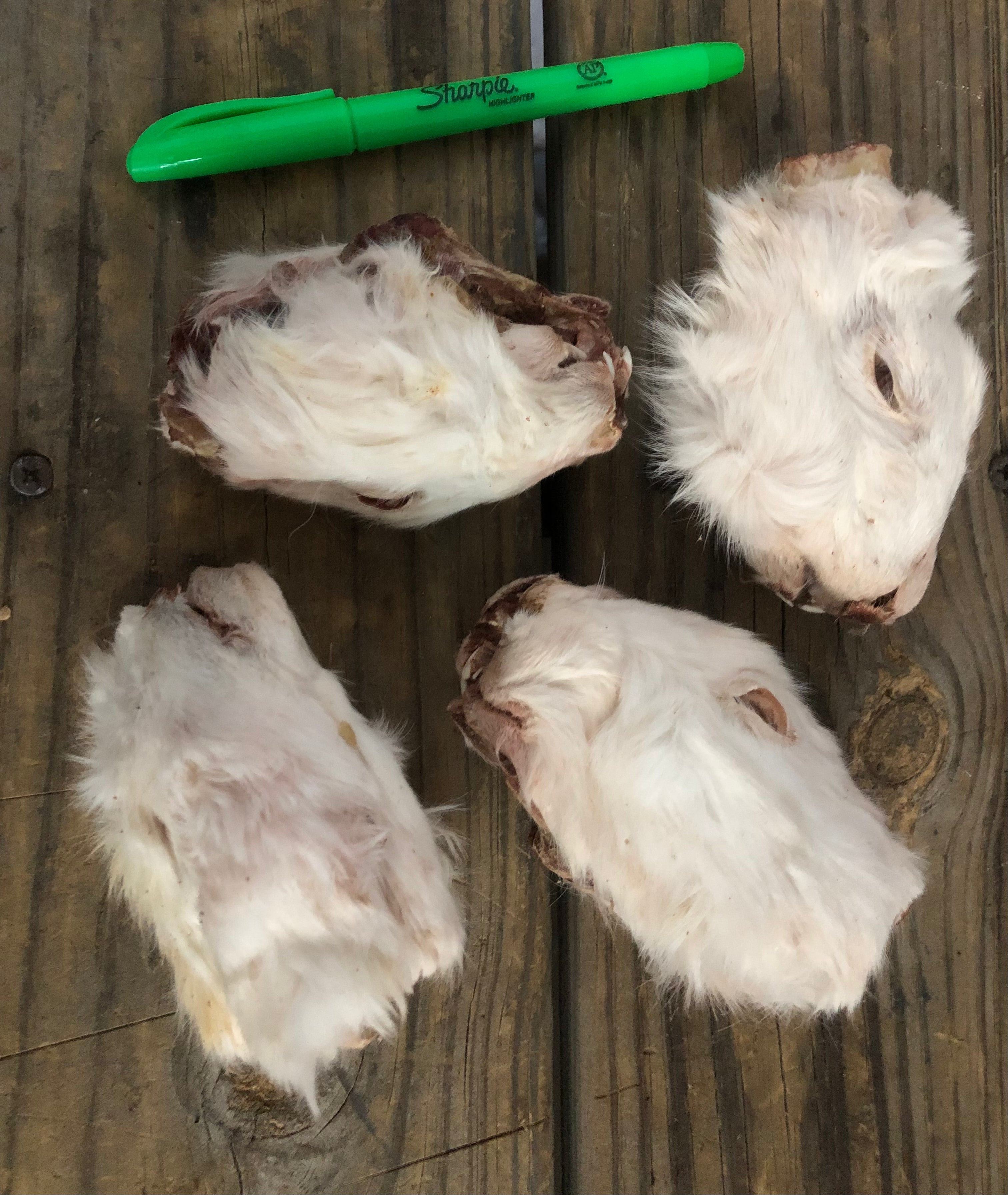 RABBIT Head, Dehydrated Freeze Dried **Treat Pet Candy