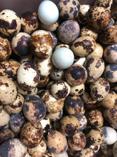 Load image into Gallery viewer, Quail Egg Farm Fresh Eggs﻿ Whole
