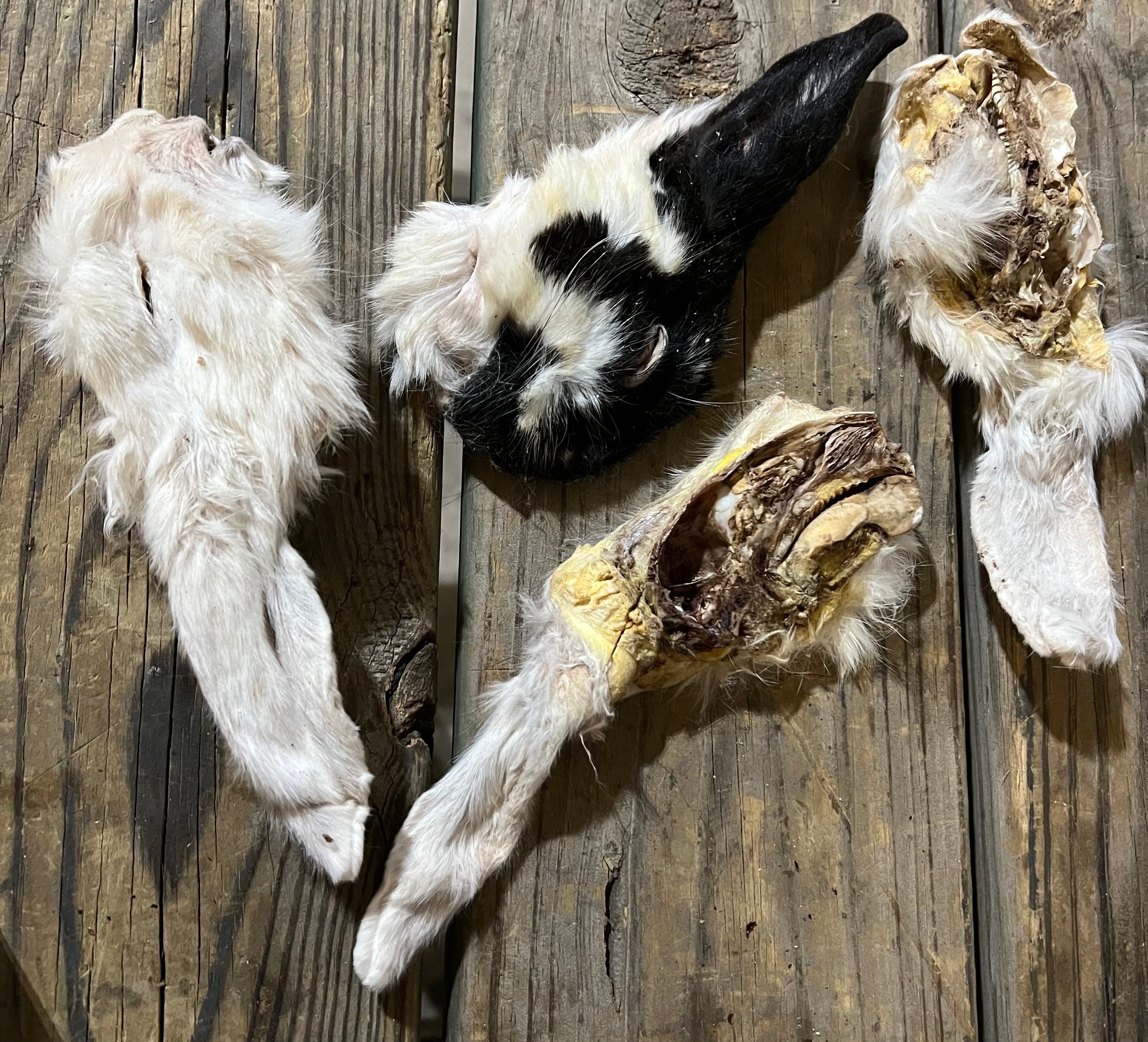 RABBIT Head, Dehydrated Freeze Dried **Treat Pet Candy