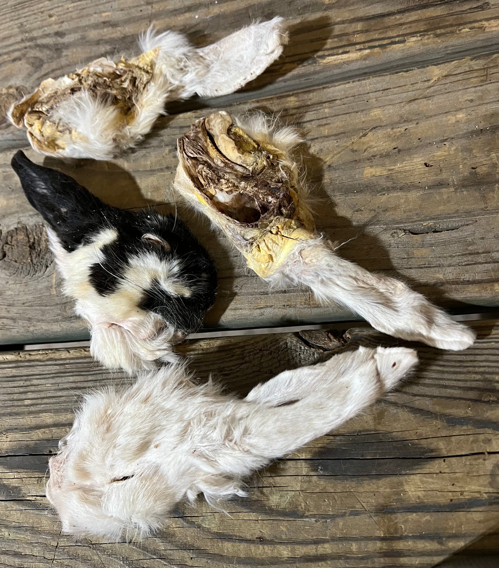 Fuzzy Dried Rabbit RABBIT Head, Dehydrated Freeze Dried **Treat Pet Candy ...
