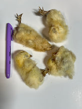 Load image into Gallery viewer, Baby Chick Freeze-Dried PET CANDY Treat
