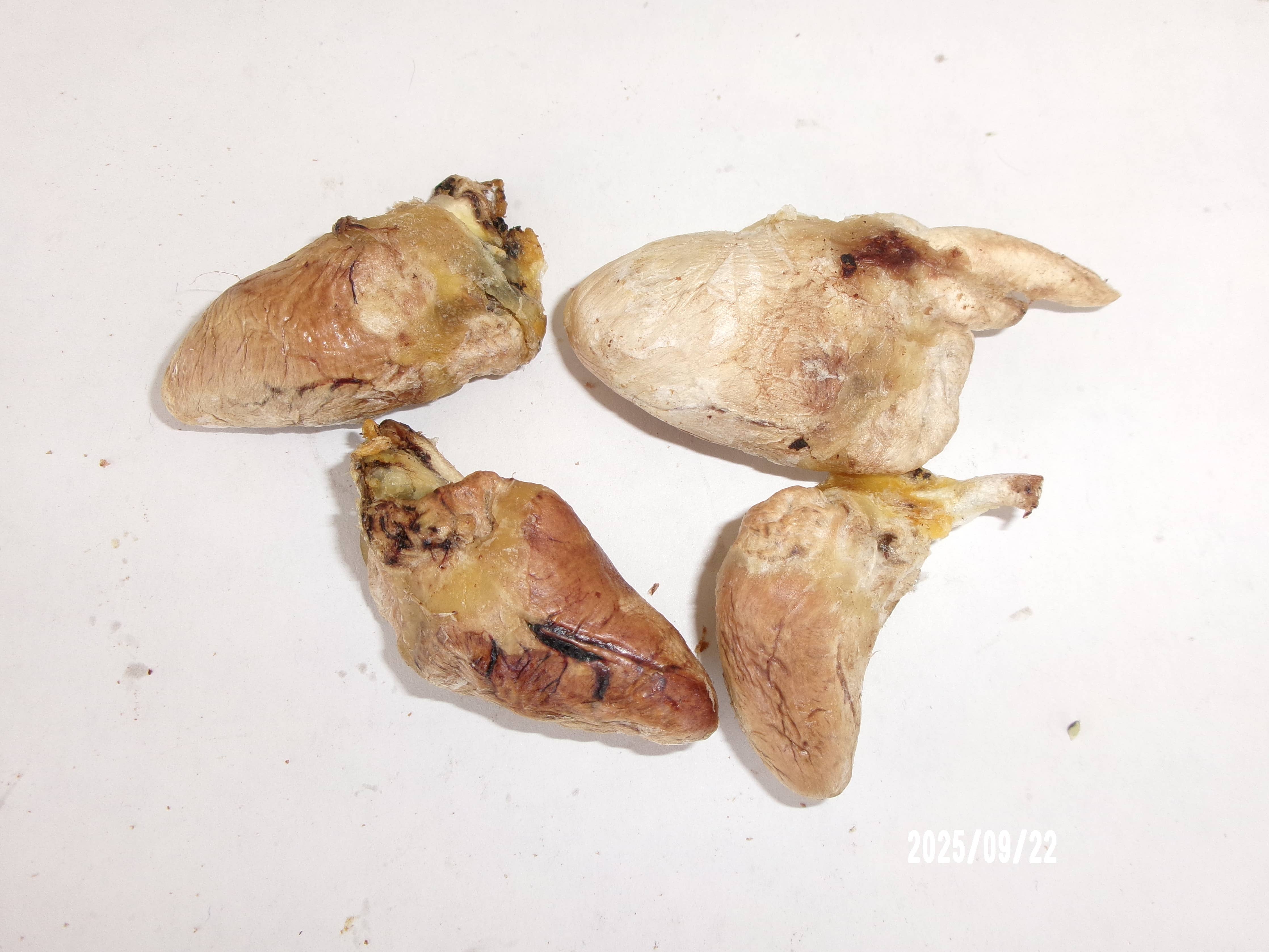 Turkey Hearts Whole Freeze Dried/2oz.