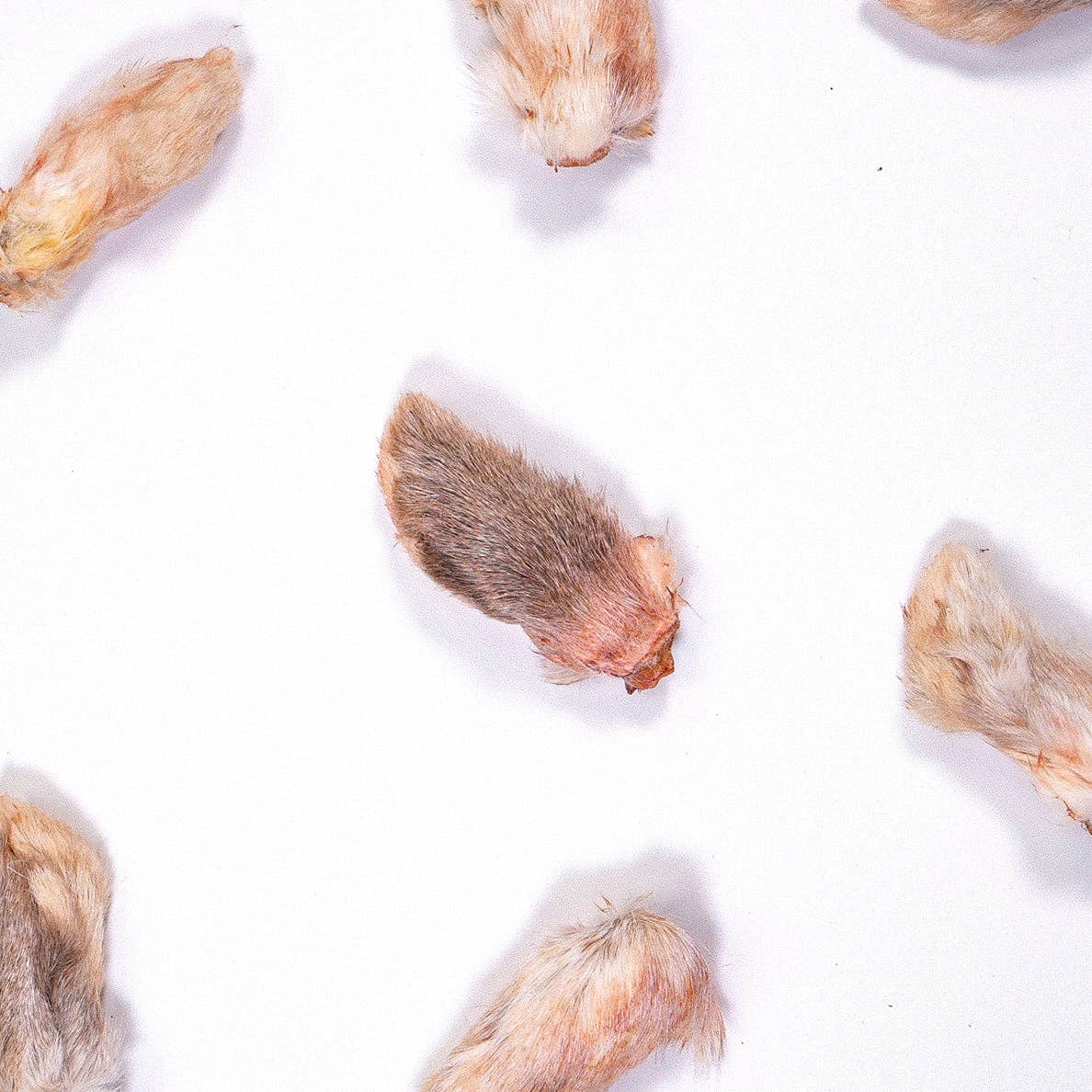 WS Rabbit Paws = Front Feet Only
