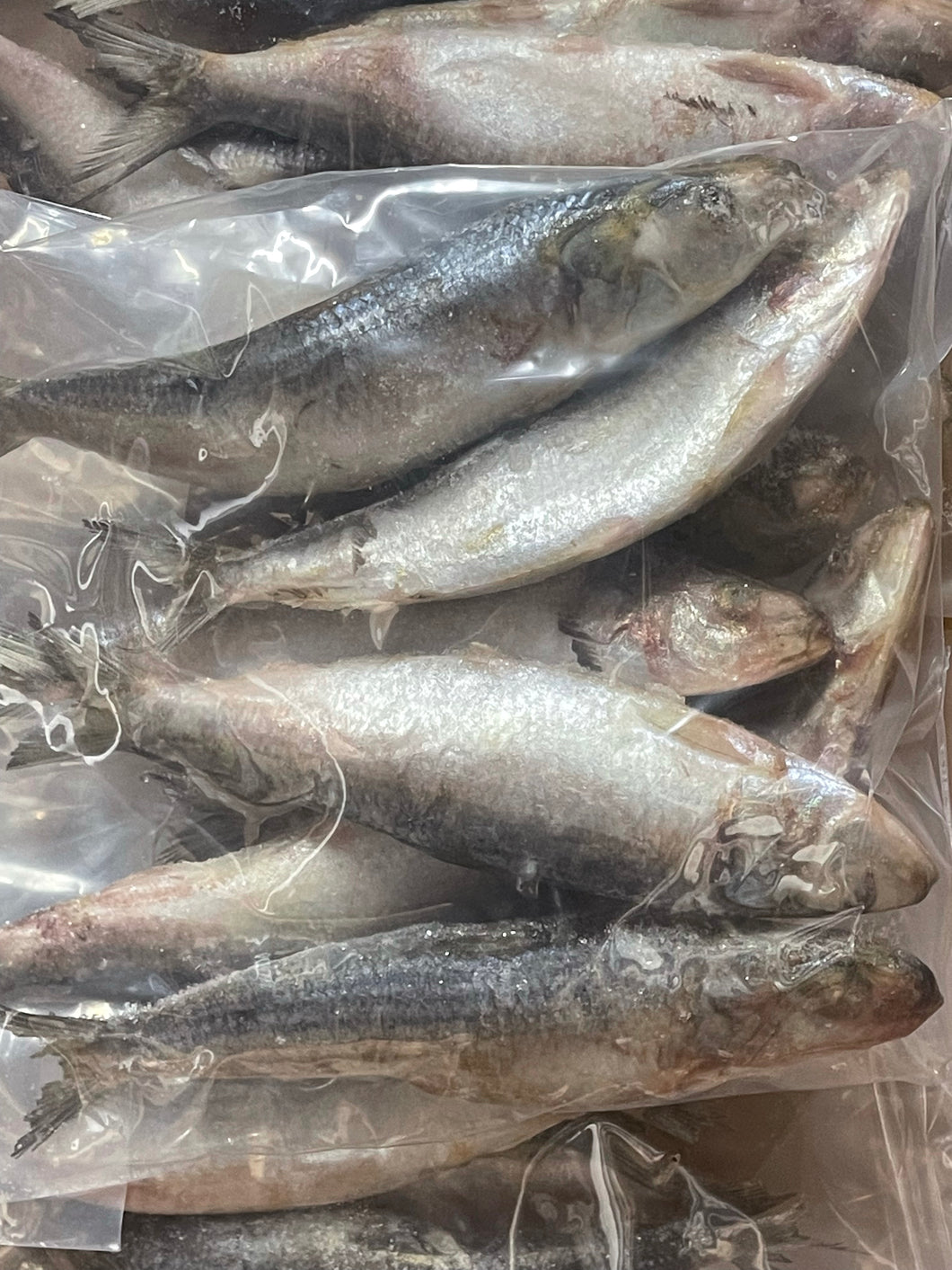Sardines, Fresh Fish Whole Prey