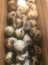 Load image into Gallery viewer, Quail Egg Farm Fresh Eggs﻿ Whole
