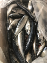 Load image into Gallery viewer, Mackerel Whole Prey Fish 2 Sizes

